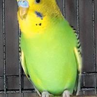 Cocorite,