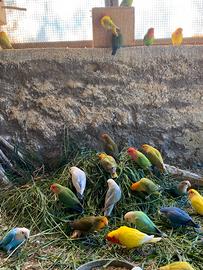 Inseparabili roseicollins