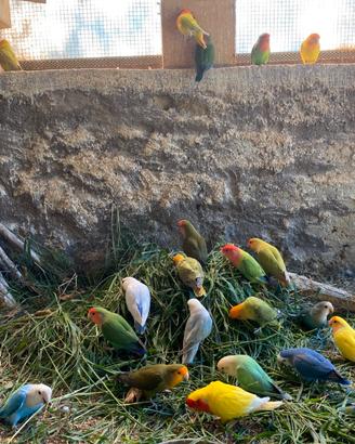 Inseparabili roseicollins