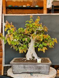 Bonsai Acero Tridente