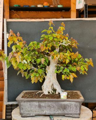 Bonsai Acero Tridente