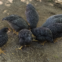 Coppie o tris razza Amrock