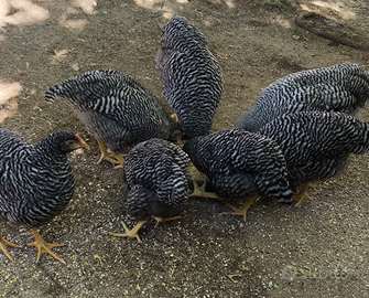 Coppie o tris razza Amrock