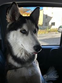 Cucciola husky