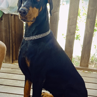 Dobermann Femmina