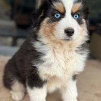 Cuccioli Pastore australiano
