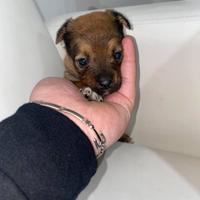 Pincher chihuahua taglia toy