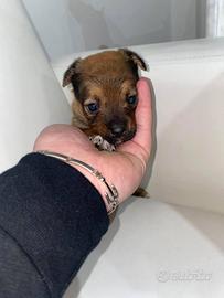 Pincher chihuahua taglia toy