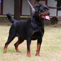 Rottweiler femmina adulta