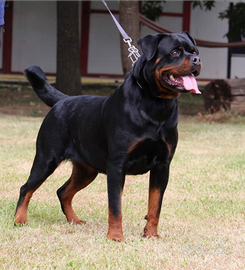 Rottweiler femmina adulta