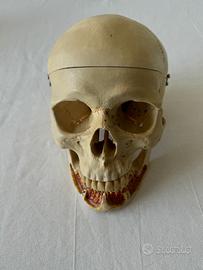 3B Scientific, modello anatomico di Cranio
