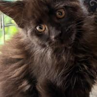 Maine Coon