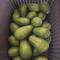 avocado Suerte coltivati bio in Italia
