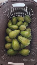 avocado Suerte coltivati bio in Italia