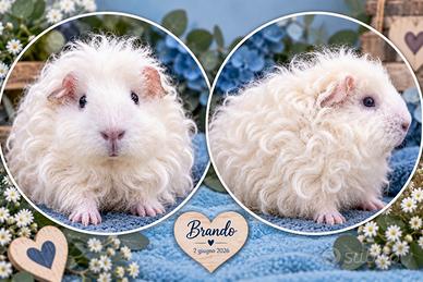 Cavia di razza con pedigree