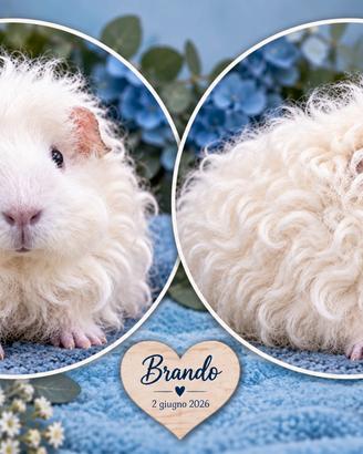 Cavia di razza con pedigree