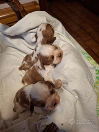 Cucciolo cavalier King