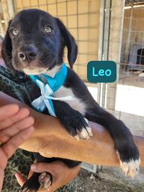 Leo e Penny