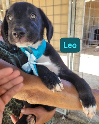 Leo e Penny