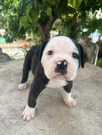 Cuccioli di American Bulldog