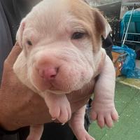 Cucciolo pitbull