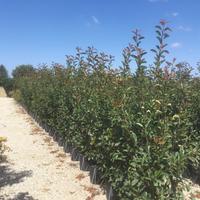 Photinia da siepe