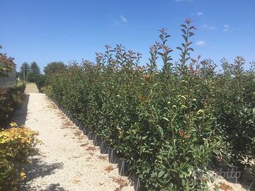 Photinia da siepe