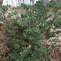 2 piantine di Pungitopo o Rusco