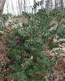 2 piantine di Pungitopo o Rusco