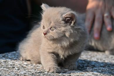 Cuccioli British shorthair con pedigree