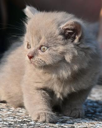 Cuccioli British shorthair con pedigree