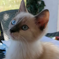 Gattino siamese