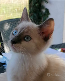 Gattino siamese