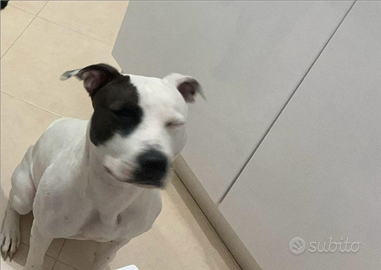 IL riscatto di un cane Pitbull