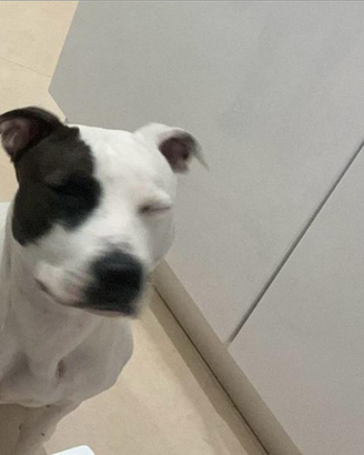 IL riscatto di un cane Pitbull