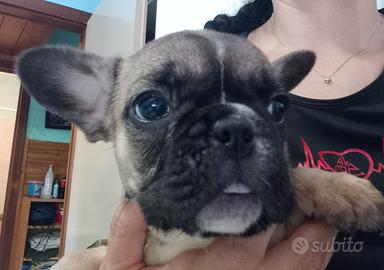 Bulldog francese