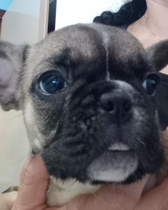 Bulldog francese