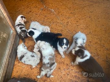 Cuccioli di pastore australiano