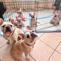 5 cuccioli di French bulldog