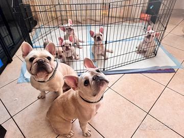 5 cuccioli di French bulldog