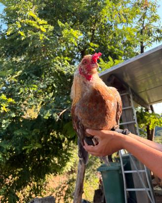 Gallo