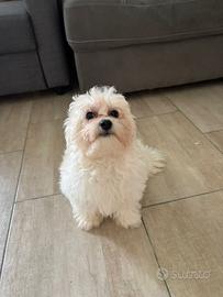 Maltese