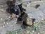 Immagine 3