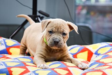 Ultimi cuccioli di Pitbull