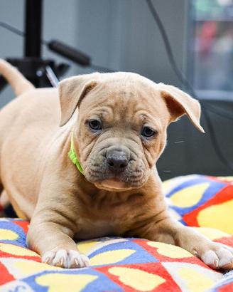 Ultimi cuccioli di Pitbull