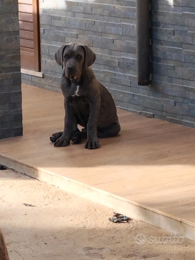 cuccioli cane corso - Animali In vendita a Viterbo