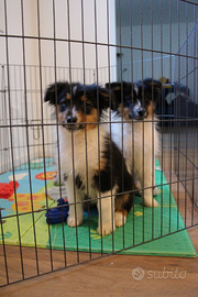 Cucciola di pastore australiano