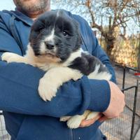 Cuccioli Terranova inc