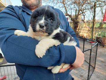 Cuccioli Terranova inc