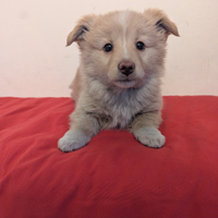 Billy cucciolo di piccola taglia